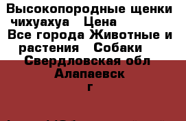 Высокопородные щенки чихуахуа › Цена ­ 25 000 - Все города Животные и растения » Собаки   . Свердловская обл.,Алапаевск г.